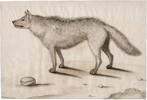 Lot 6612, Auction  116, Flämisch, um 1570. Ein Zähne fletschender Wolf; Ein Wolf, nach links gewandtl