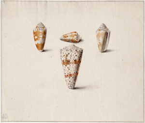Lot 6774, Auction  116, Niederländisch, um 1800. Studienblatt mit vier Kegelschnecken