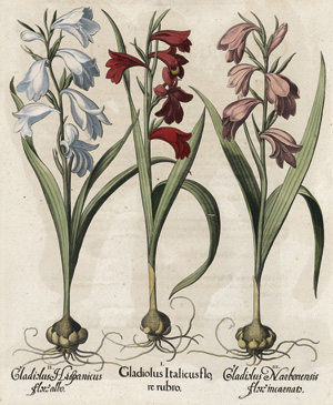 Lot 254, Auction  117, Besler, Basilius, Gladiolus italicus 