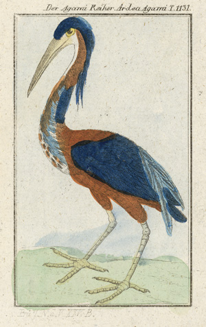 Lot 258, Auction  117, Buffon, Georges Louis Le Clerc de, Naturgeschichte der Vögel