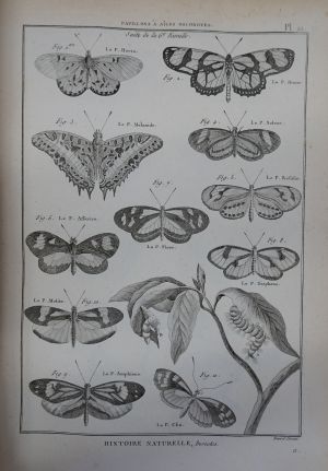Lot 260, Auction  117, Diderot, Denis, Histoire naturelle, Insects.