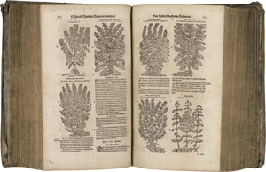 Lot 270, Auction  117, Tabernaemontanus, Jacob Theodor, New vollkommen Kräuter-Buch