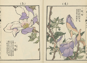 Lot 299, Auction  117, Chi omo e hana, 2 Bestimmungsbücher zu Pflanzen und Blumen