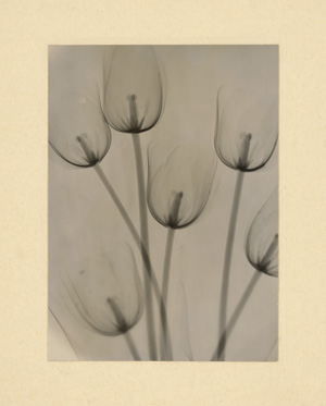 Lot 4364, Auction  117, X-ray Photography, X-ray of tulips