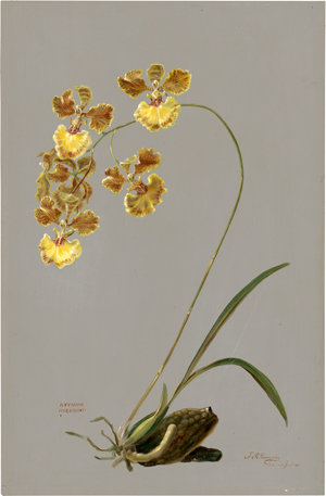 Lot 6051, Auction  117, Reis Carvalho, José dos, Ein gelbe Orchidee auf grauem Fond