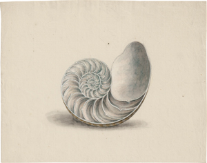 Lot 6633, Auction  117, Niederländisch, um 1800. Studienblatt mit Nautilus (Querschnitt)