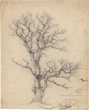 Lot 6671, Auction  117, Grove, Peter Frederik Nordahl, Studie eines knorrigen Baumes