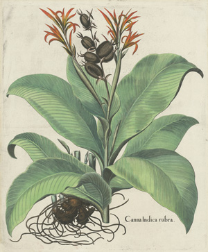 Lot 382, Auction  118, Besler, Basilius, Canna Indica rubra