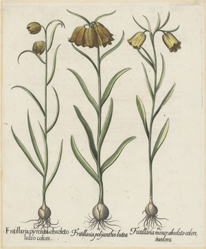 Lot 384, Auction  118, Besler, Basilius, Fritillaria pyrenaea 