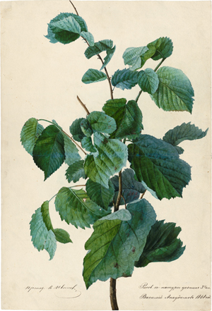 Lot 6749, Auction  118, Russisch, 1868. Belaubter Hainbuchenzweig (Carpinus betulus)