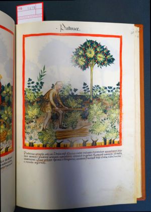 Lot 1678, Auction  119, Tacuinum sanitatis in medicina, Codex vindobonensis series nova 2644