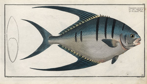 Lot 2816, Auction  119, Bloch, Marcus Elieser, Allgemeine Naturgeschichte der Fische