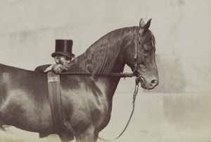 Los 4008 - Anschütz, Ottomar - Horse studies - 0 - thumb