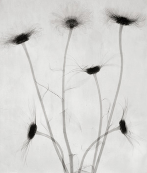 Lot 4343, Auction  119, X-ray Photography, X-ray of flowers