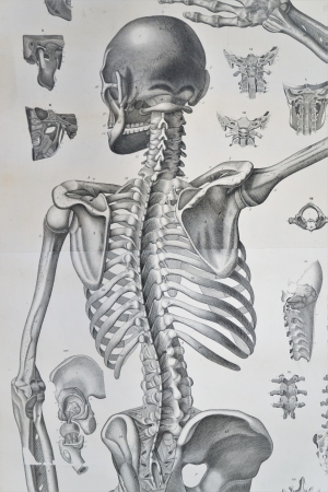 Lot 401, Auction  120, Anatomie, Sammlung von 5 lebensgroßen Anschauungstafeln