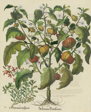 Lot 429, Auction  120, Besler, Basilius, Hortus Eystettensis "Solanum Pomiferum"