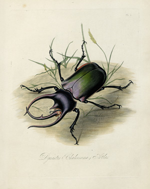 Lot 435, Auction  120, Donovan, Edward - Illustr. und Westwood, John Obadiah, Natural History of the Insects of India