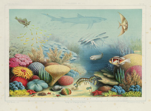Lot 437, Auction  120, Haeckel, Ernst, Arabische Koralle