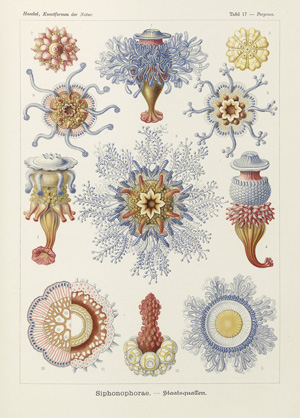 Lot 438, Auction  120, Haeckel, Ernst, Kunstformen der Natur