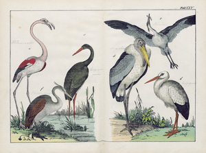 Lot 457, Auction  120, Schubert, Gotthilf Heinrich von, Naturgeschichte der Vögel in Bildern