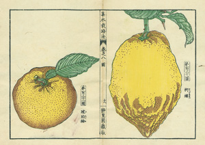 Lot 507, Auction  120, Kudamono no seichō, Enzyklopädie des Obst-, Gemüse- und Feldfruchtbaus