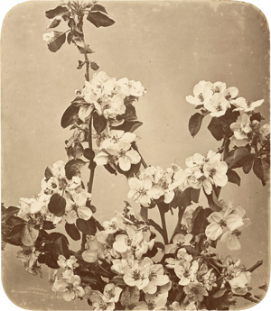 Lot 4006, Auction  120, Braun, Adolphe, Apple blossoms