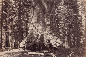 Lot 4075, Auction  121, Watkins, Carleton E., Galen Clark in front of the Grizzly Giant; Fallen tree