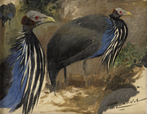Lot 6189, Auction  121, Kuhnert, Wilhelm, Ostafrikanische Geierperlhühner (Acryllium vulturinum)