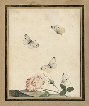 Lot 6707, Auction  121, Struyck, Nicolas, Heckenrose mit Schmetterlingen