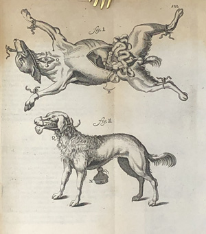 Los 303 - Bartholin, Thomas - Anatome, ex omnium veterum recentiorumque observationibus - 0 - thumb