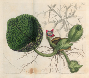 Los 373 - Botanical Magazine, The - or Flower-Garden displayed - 0 - thumb