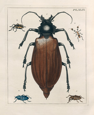 Los 379 - Drury, Drew - Illustrations of Natural History. Wherein are exhibited ...  - 1 - thumb