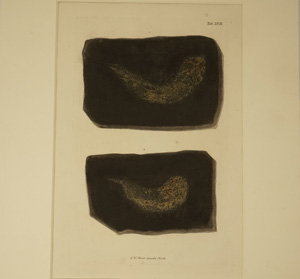 Los 380 - Fossilien - 2 kolorierte Kupfertafeln mit Darstellung von petrifizierten Tieren - 0 - thumb