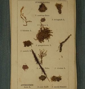 Lot 385, Auction  122, Herbarium, Sammlung von 26 Tafeln mit zahlreichen montierten Trockenpflanzen
