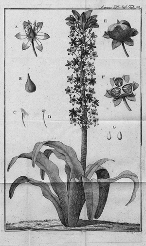 Lot 387, Auction  122, Linné, Carl von, Vollständiges Pflanzensystem. 15 Bände
