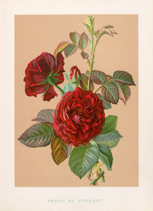 Lot 390, Auction  122, Nietner, Theodor II., Die Rose, ihre Geschichte, Arten, Kultur und Verwendung 