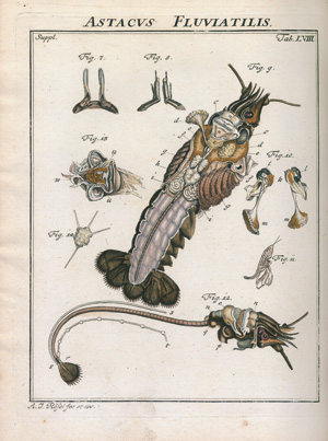 Los 393 - Rösel von Rosenhof, August Johann - Der monatlich herausgegebenen Insecten-Belustigung  - 2 - thumb