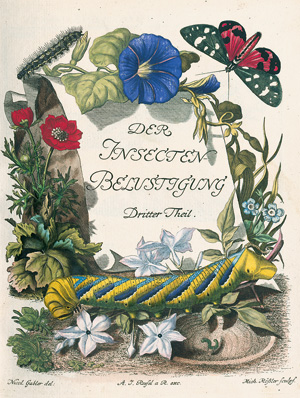 Los 393 - Rösel von Rosenhof, August Johann - Der monatlich herausgegebenen Insecten-Belustigung  - 4 - thumb