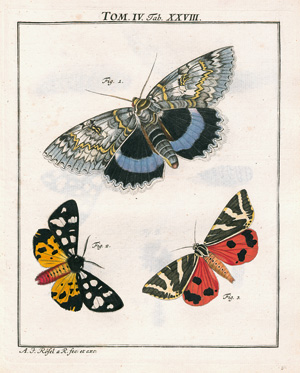 Los 393 - Rösel von Rosenhof, August Johann - Der monatlich herausgegebenen Insecten-Belustigung  - 6 - thumb