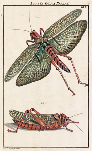 Los 393 - Rösel von Rosenhof, August Johann - Der monatlich herausgegebenen Insecten-Belustigung  - 7 - thumb