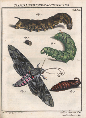 Lot 394, Auction  122, Rösel von Rosenhof, August Johann, Der monatlich herausgegebenen Insecten-Belustigung Erster Theil (von 4). 