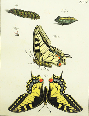 Lot 397, Auction  122, Schwarz, Christian, Schmetterlings-Belustigungen für die Jugend und angehende Entomologen überhaupt