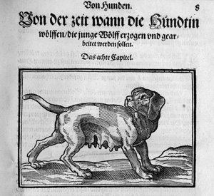 Los 1306 - Du Fouilloux, Jacques - New Jägerbuch: Jacoben von Fouilloux - 2 - thumb
