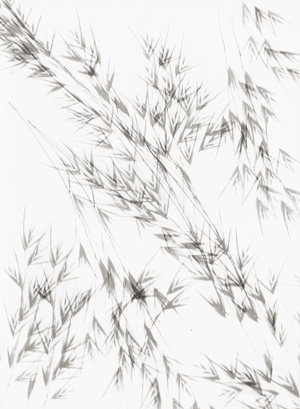 Los 4205 - Landauer, Lou - Photogram of oat grass - 0 - thumb