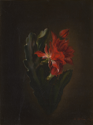 Lot 6060, Auction  122, Orban, Octavie, Orchideenkaktus mit roter Blüte