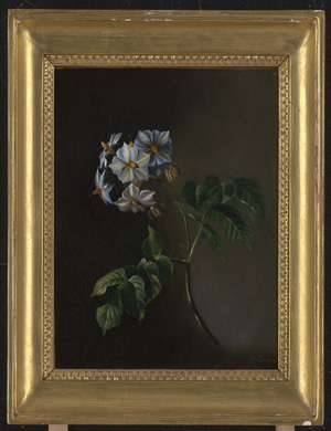 Los 6061 - Orban, Octavie - Pflanze mit weißer Blüte - 1 - thumb