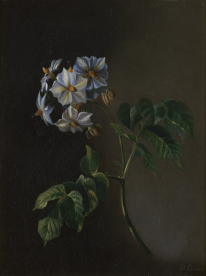 Lot 6061, Auction  122, Orban, Octavie, Pflanze mit weißer Blüte