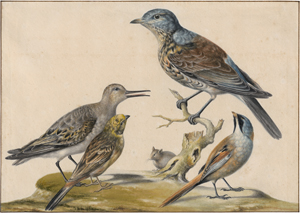 Los 6680 - Meulen, Siewert van der - Studienblatt mit vier Vögeln und kleiner Feldmaus - 0 - thumb