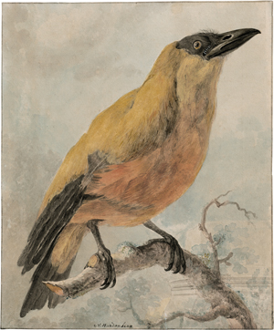 Lot 6736, Auction  122, Hardenbergh, Cornelis van, Kapuzinervogel auf einem Ast 