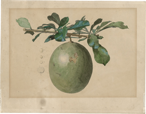 Los 6782 - Deutsch - 1859. Die Frucht des in Südamerika beheimateten Kalebassenbaumes (Crescentia cujete) - 0 - thumb